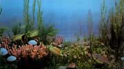 白堊紀(jì)海洋生物群落